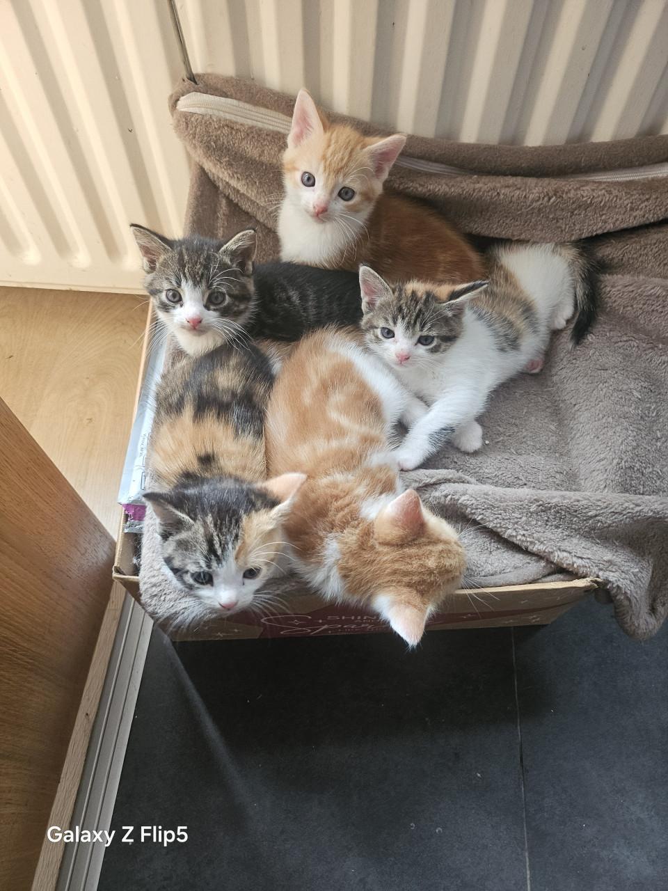 Kittens