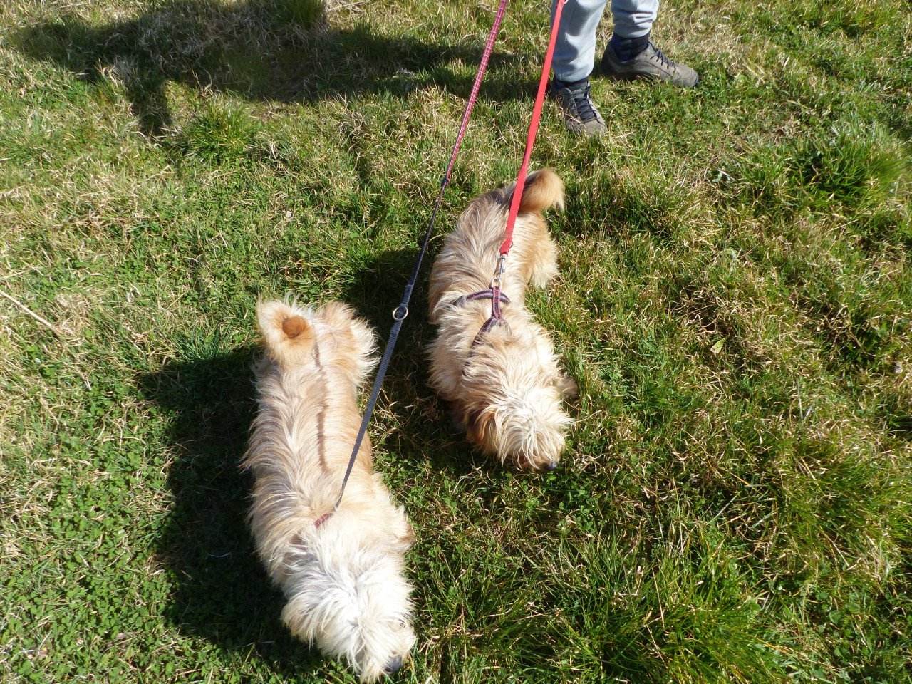 2 pups reutjes moeder Maltezer vader Yorkshire Terrier GEZOND SPEELS LIEF