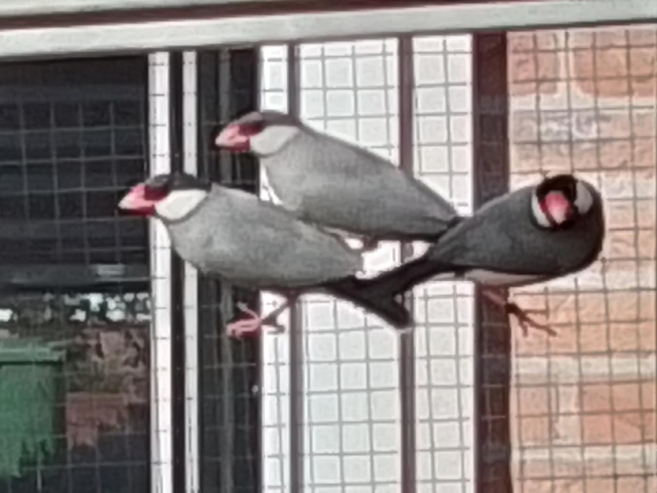 Rijstvogel man