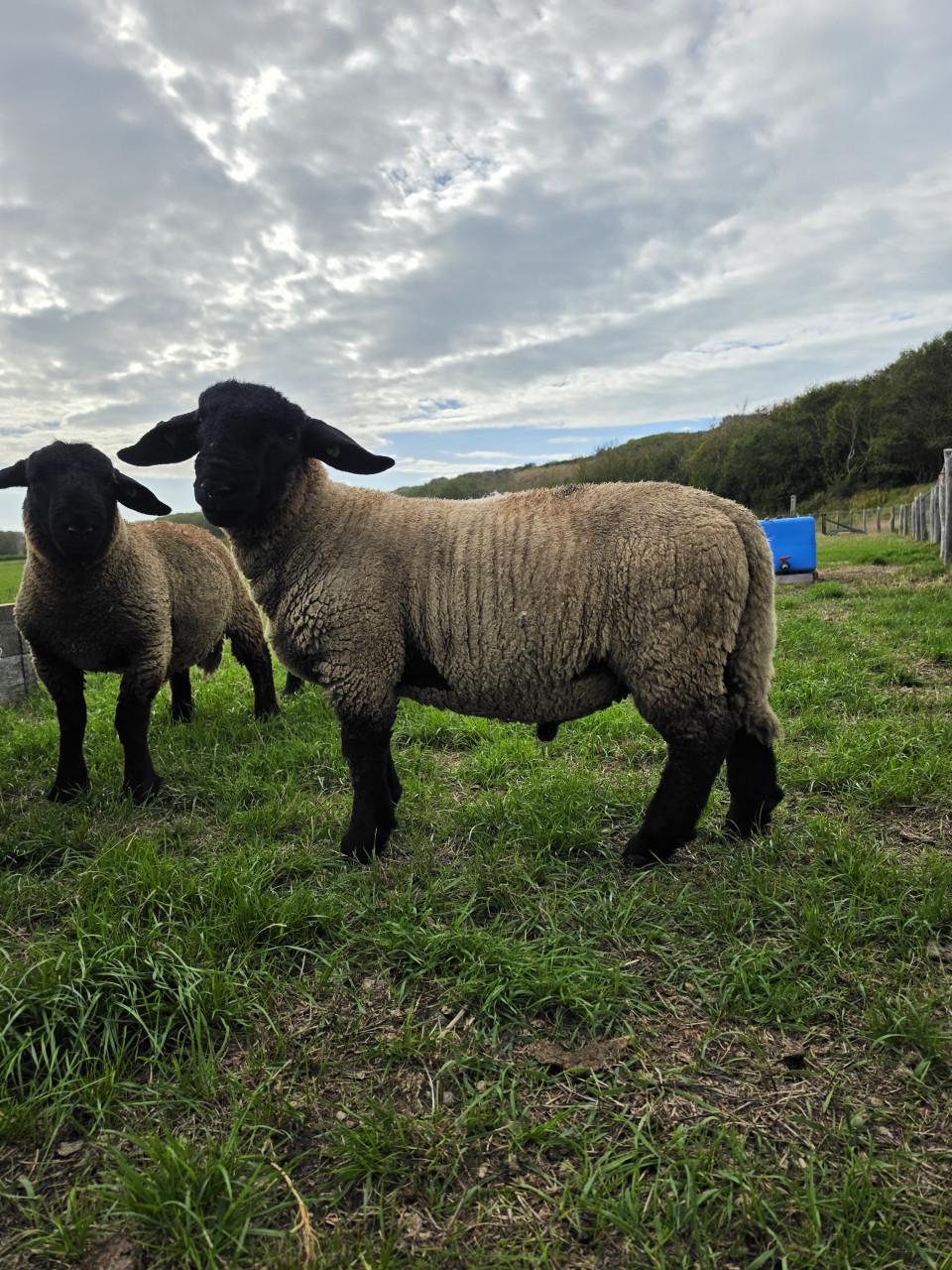 Suffolk dekram