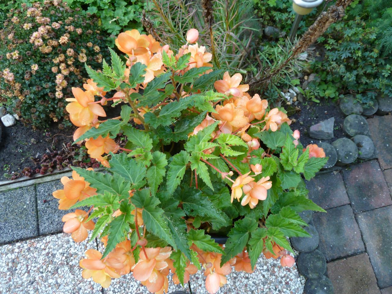 MOOIE BLOEIENDE KNOLBEGONIA