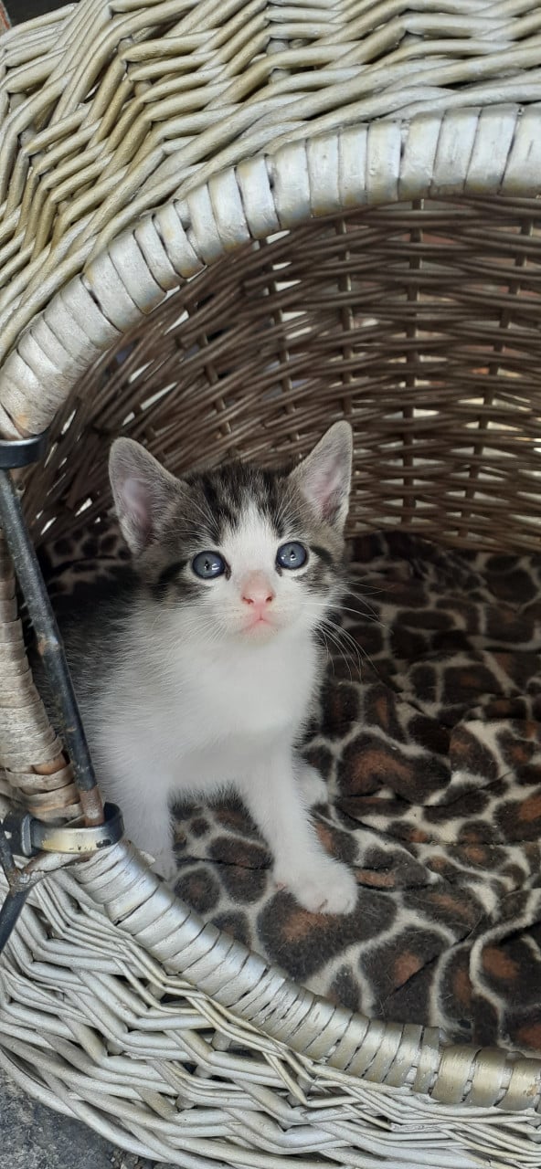 Prachtige lieve kittens 😻