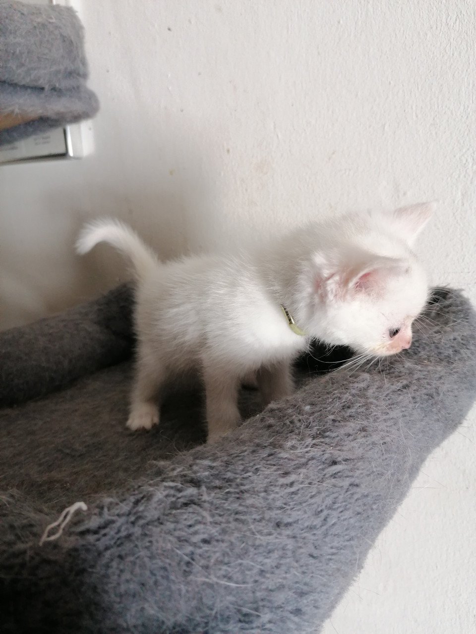 5 kittens