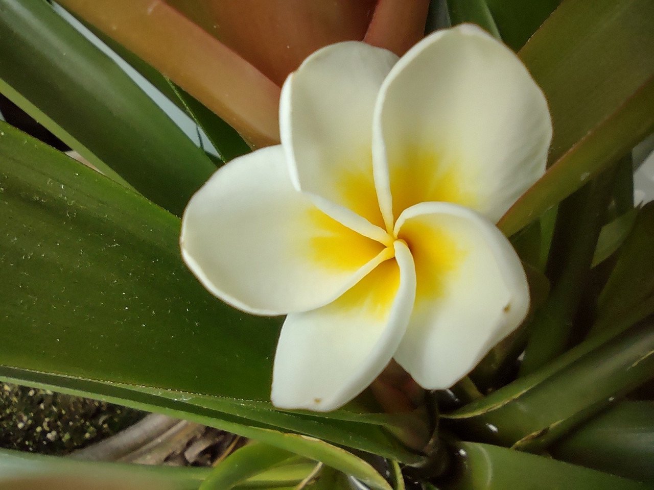 Mooie jonge plant. Plumeria, later met mooie geel-witte bloemen