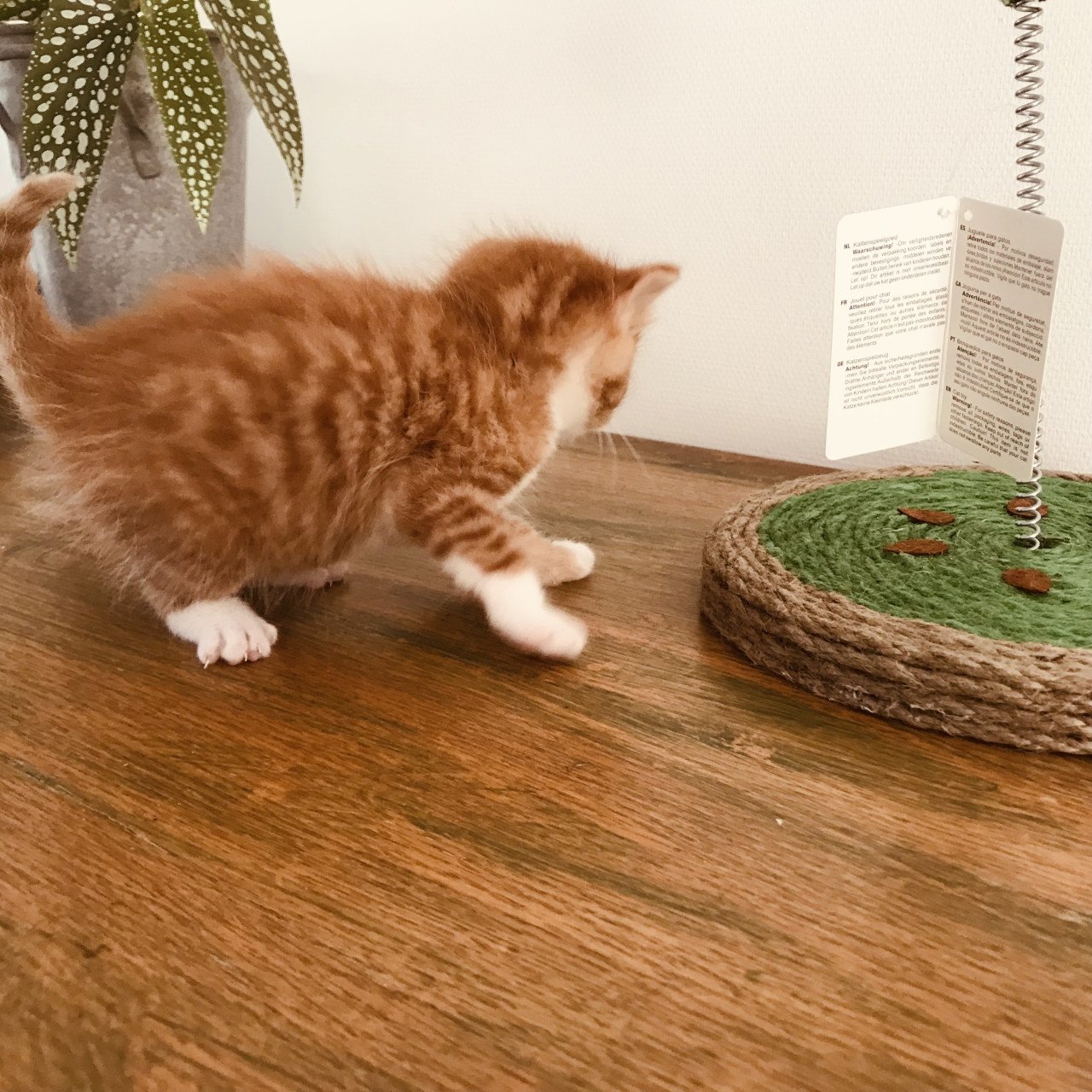 Kittens