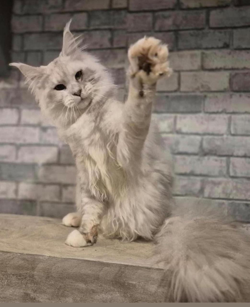 Maine coon dekkater met stamboom,black silver shaded