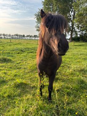 Leuke Shetlander