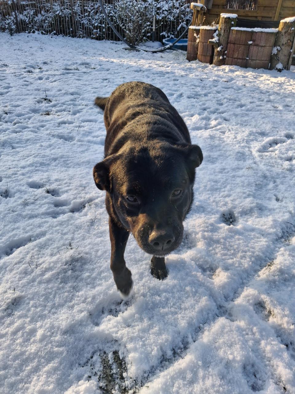 Ter adoptie Sally 6 jaar