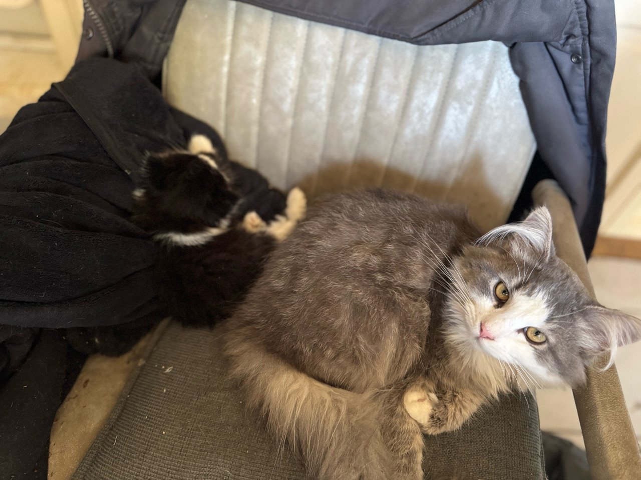 Kittens pers/maincoon