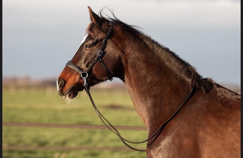 Edix ED2 Grave, sidepull hoofdstel