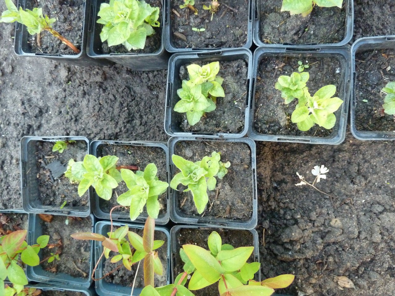 VASTE PLANTEN EN BODEMBEDEKKERS