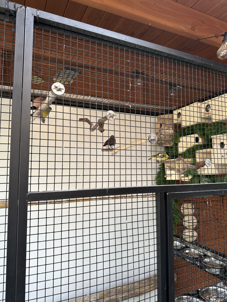 Vogels