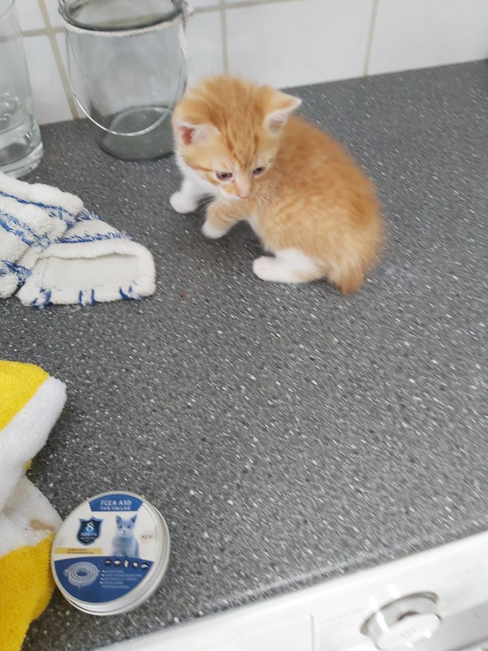 Kitten