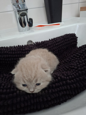 Britse korthaar kittens