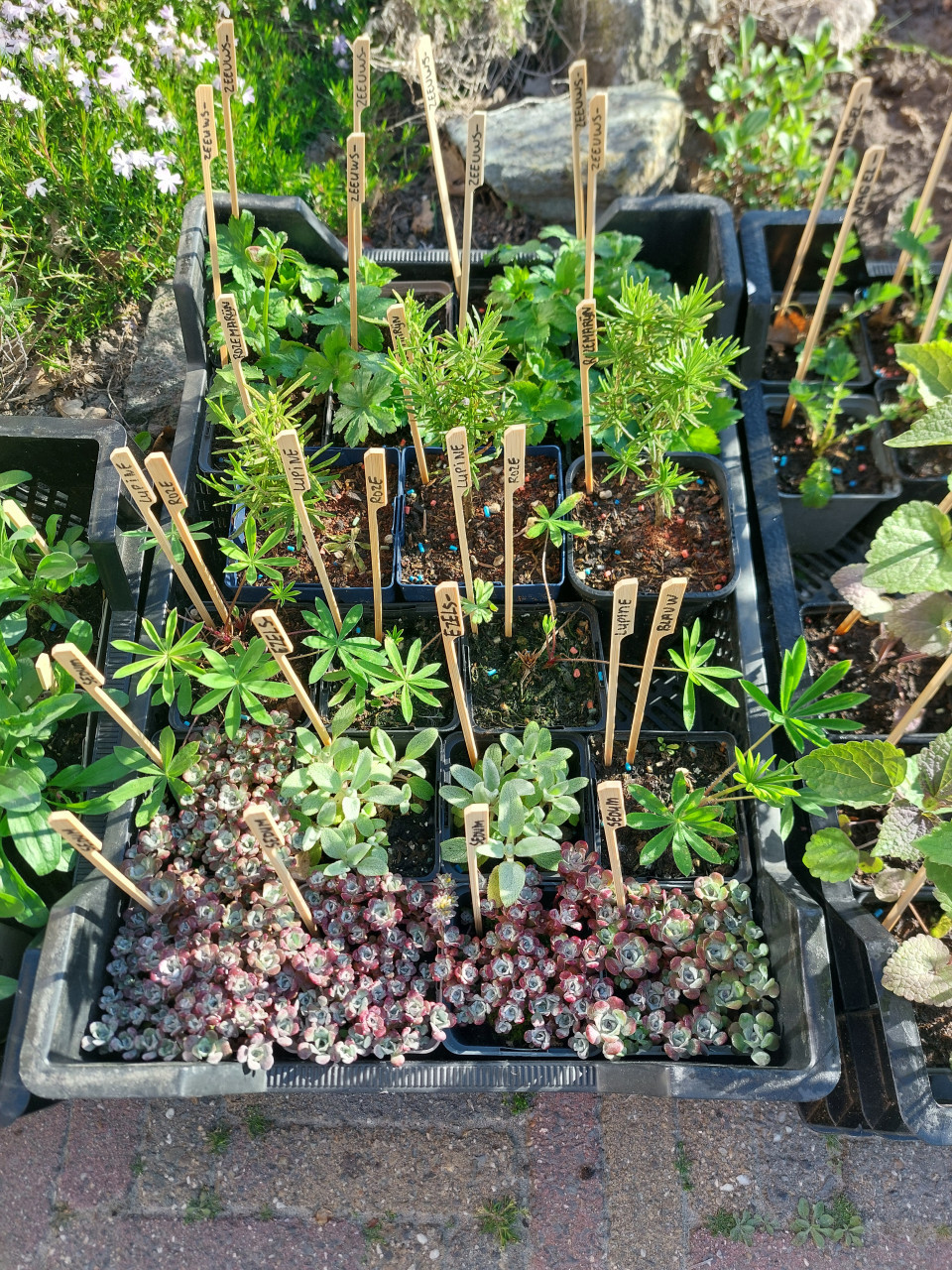 SIERTUIN EN MOESTUIN PLANTEN + BOMEN bij DE VOORDEUR