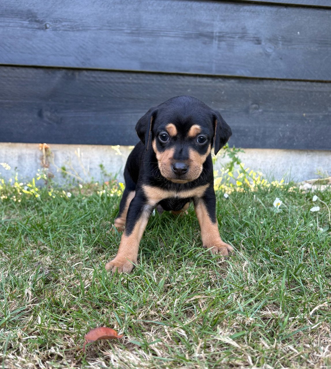 Prachtige boerenfox pups
