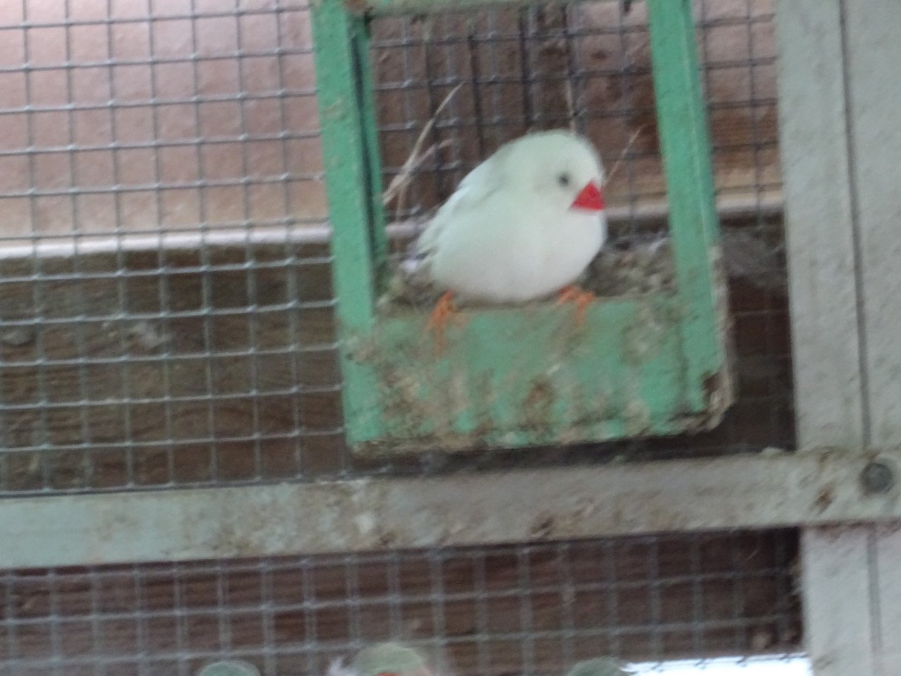 Te koop witte zebravinken wat grotere maat broedrijp