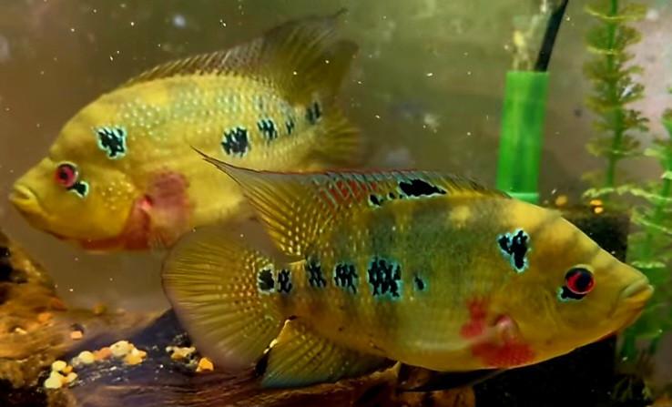 Mooie jonge cichliden soorten