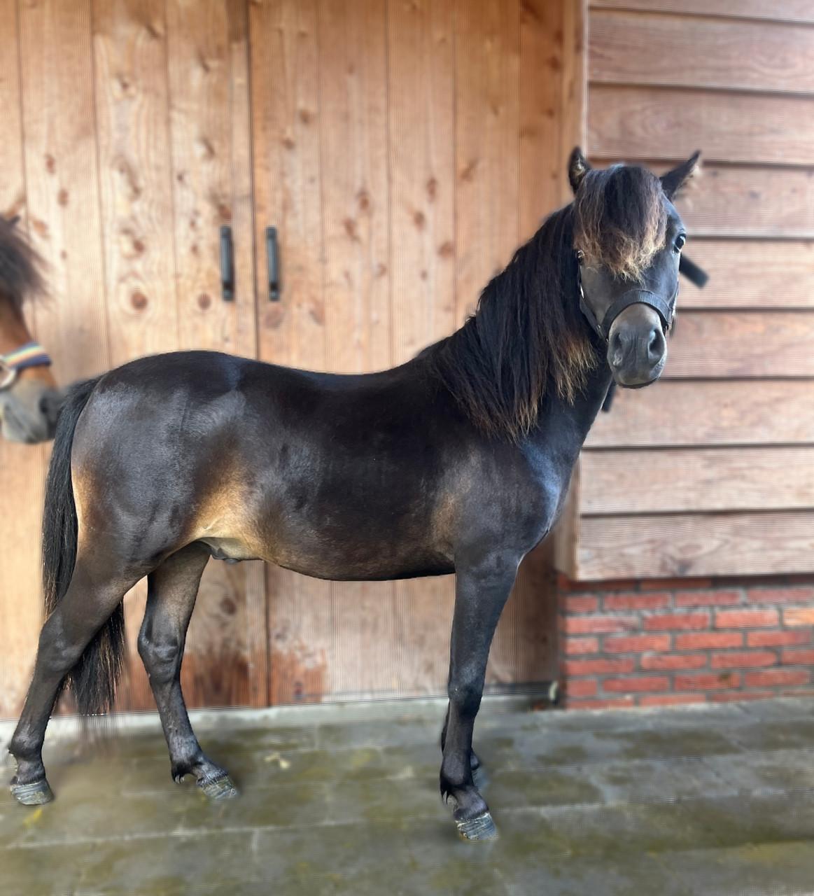 NMPRS Minipaard / miniatuurpaard hengst