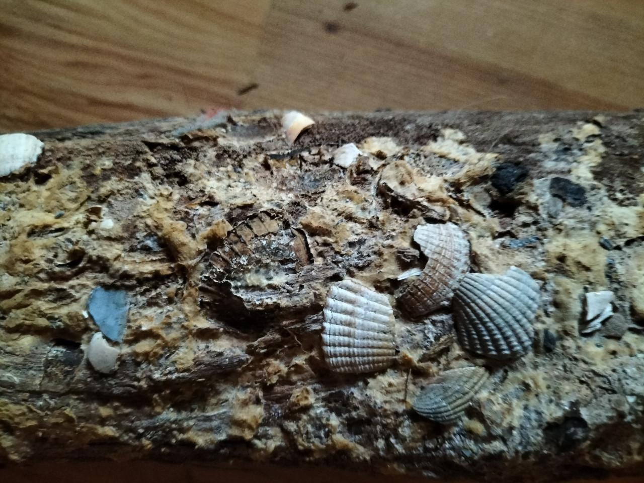 Houten paal met schelpen