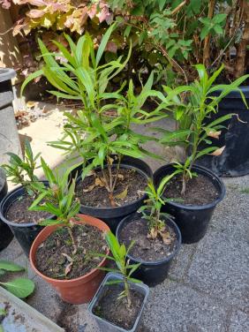 Oleanders