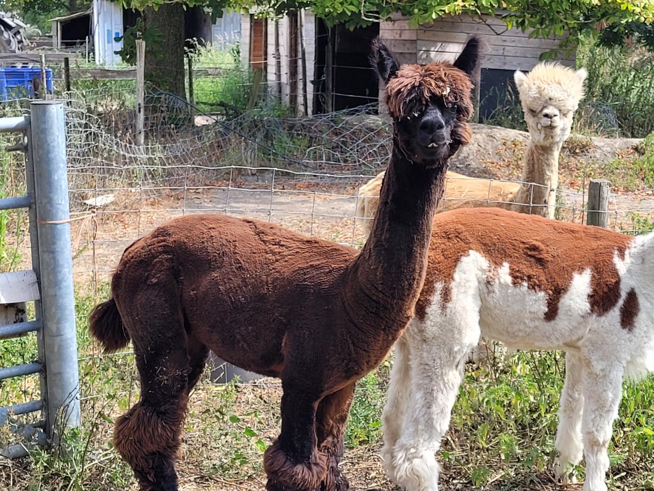 Alpaca hengst