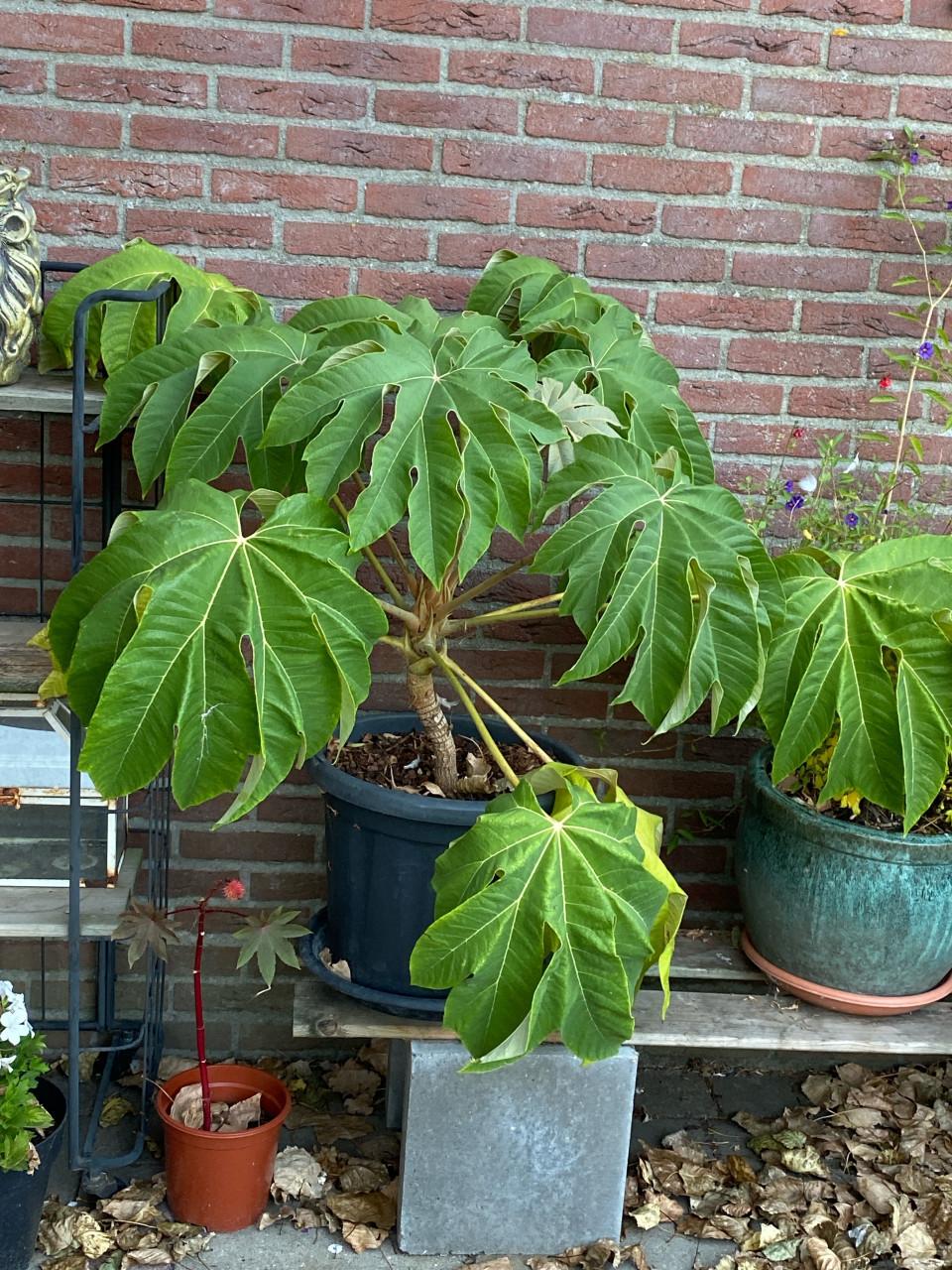 Rijstpapier plant stamhoogte 30 cm.