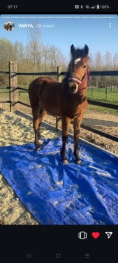 Merrie 21/8/2024 kruising freiberger haflinger