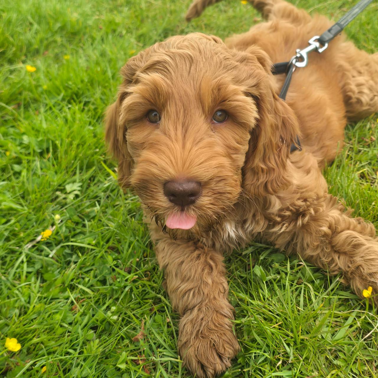Australian labradoodle pup