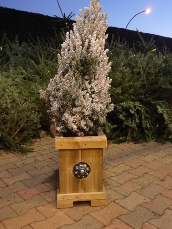 Zeeuwse knop Kerstboombak