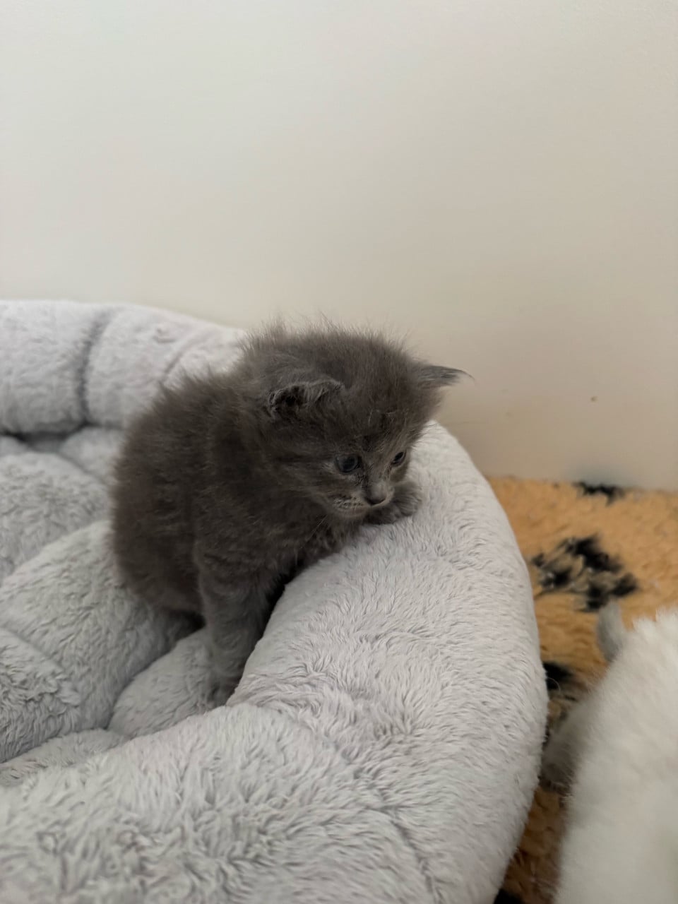 Aanhankelijke Ragdoll x Nebelung kittens