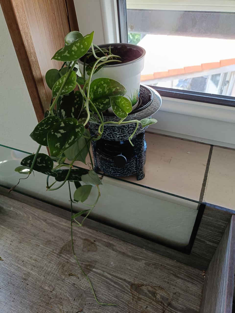 Mooie hangplant Scindapsus