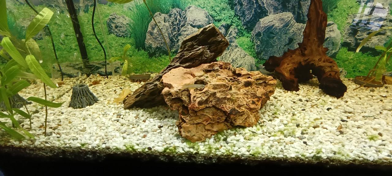 Juwel Rio 180 aquarium