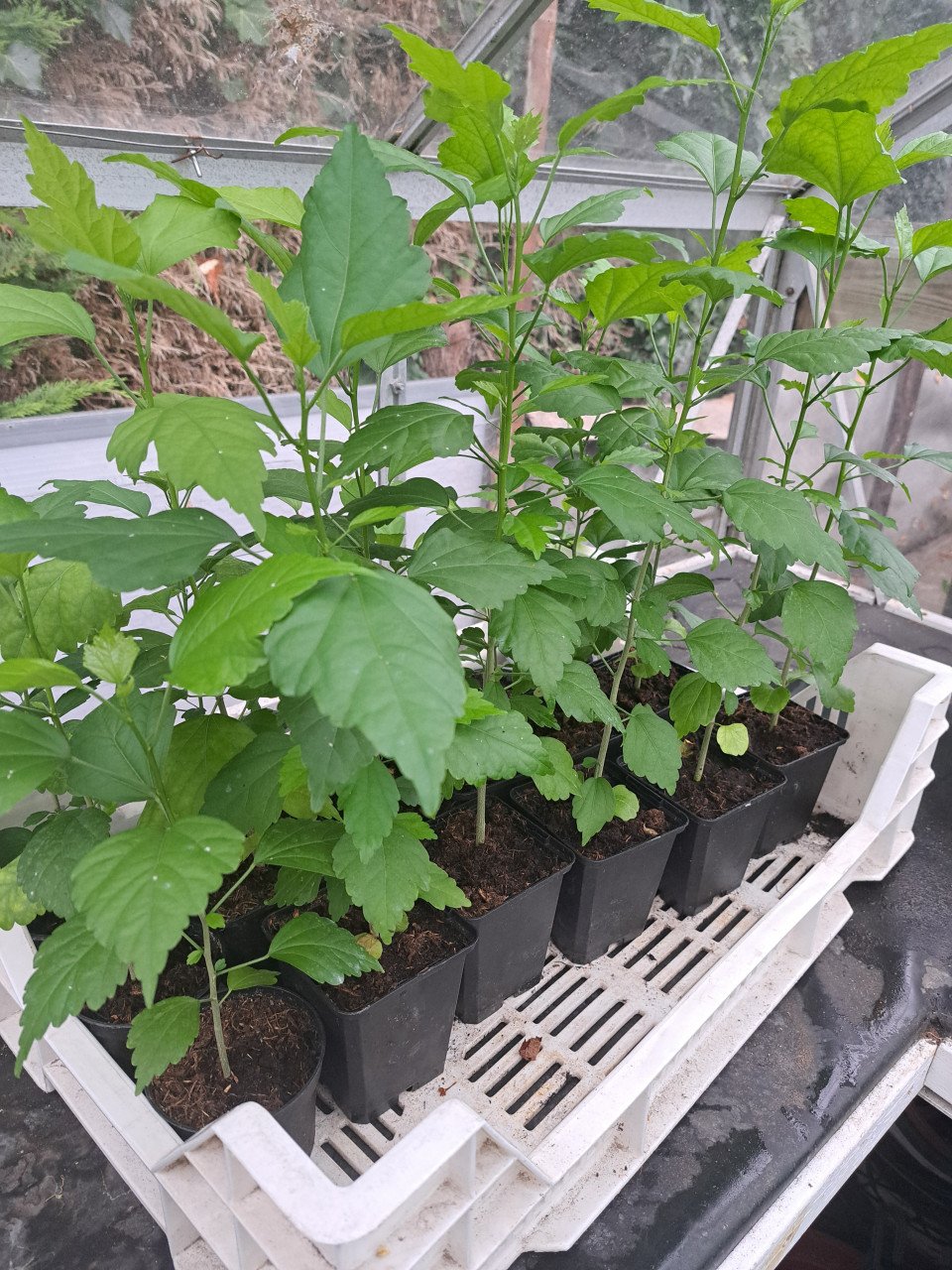 VERSCHILLENDE TUINPLANTEN