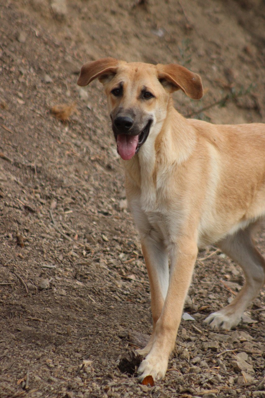 Alora Dog Rescue: Paco, speels, ondeugend en vrolijk