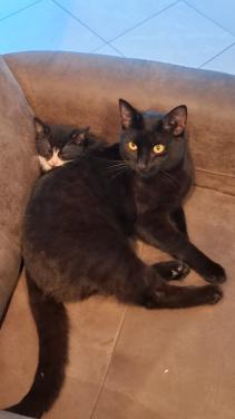 Kat/kater
