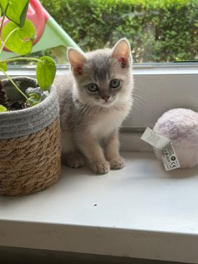Britse korthaar kittens