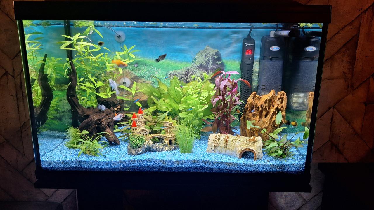 Aquarium Superfisch start 100