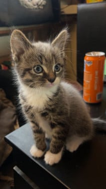 Kater 10 weken