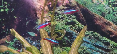 Tetra's 8 stuks