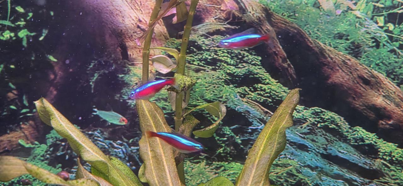 Tetra's 8 stuks