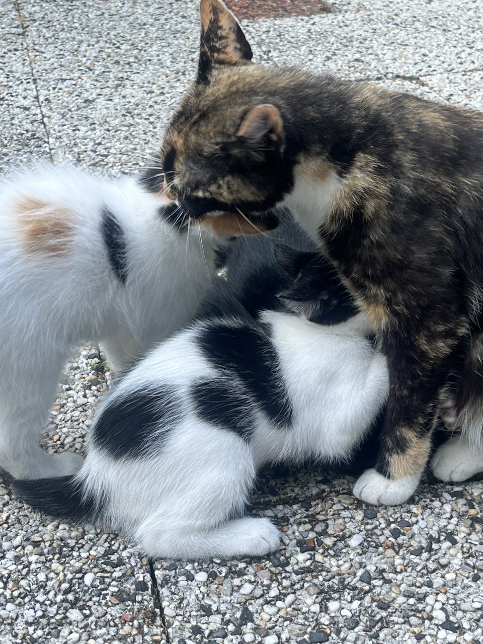 Nog 4 leuke lieve kittens te koop van 12 weken oud