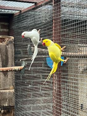 Koppel Halsbandparkieten