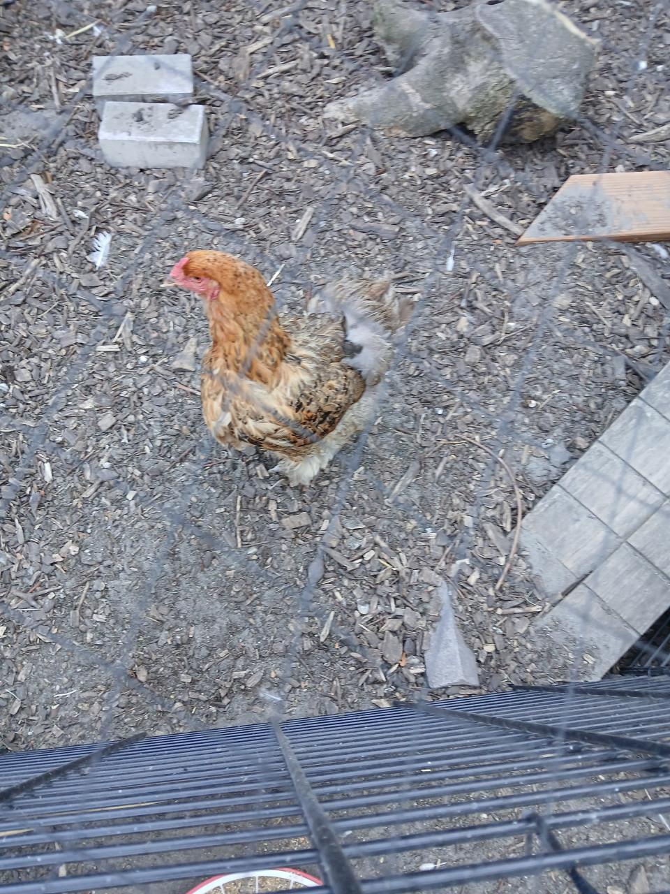 Brahma hen.