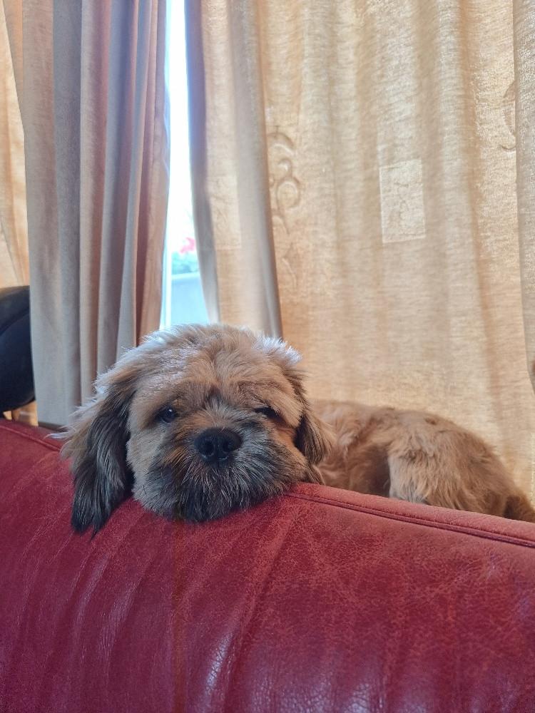 Dekreu dekreutje voor kleine gezelschaphonden super leuk super gezond