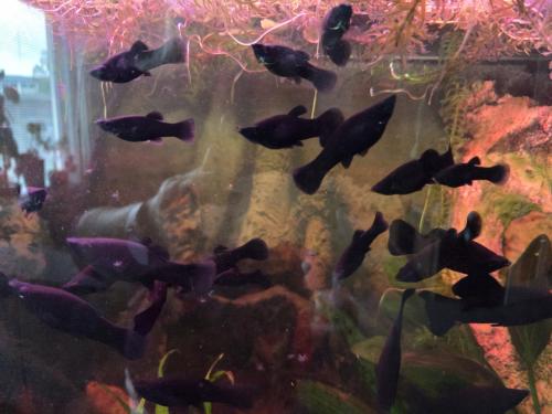 Black mollys