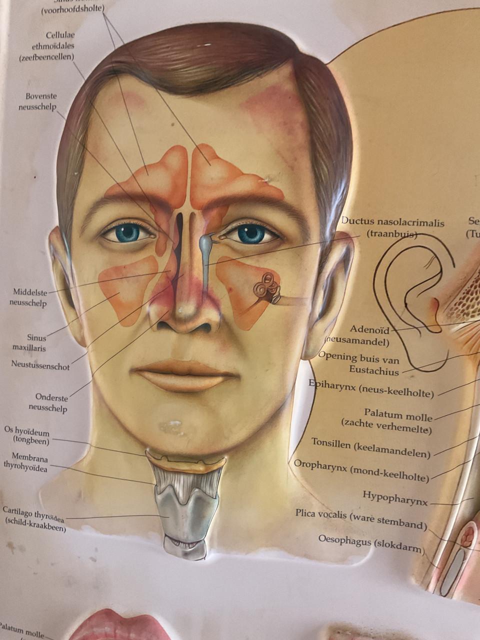Medische wandkaart Neus , keel , oor