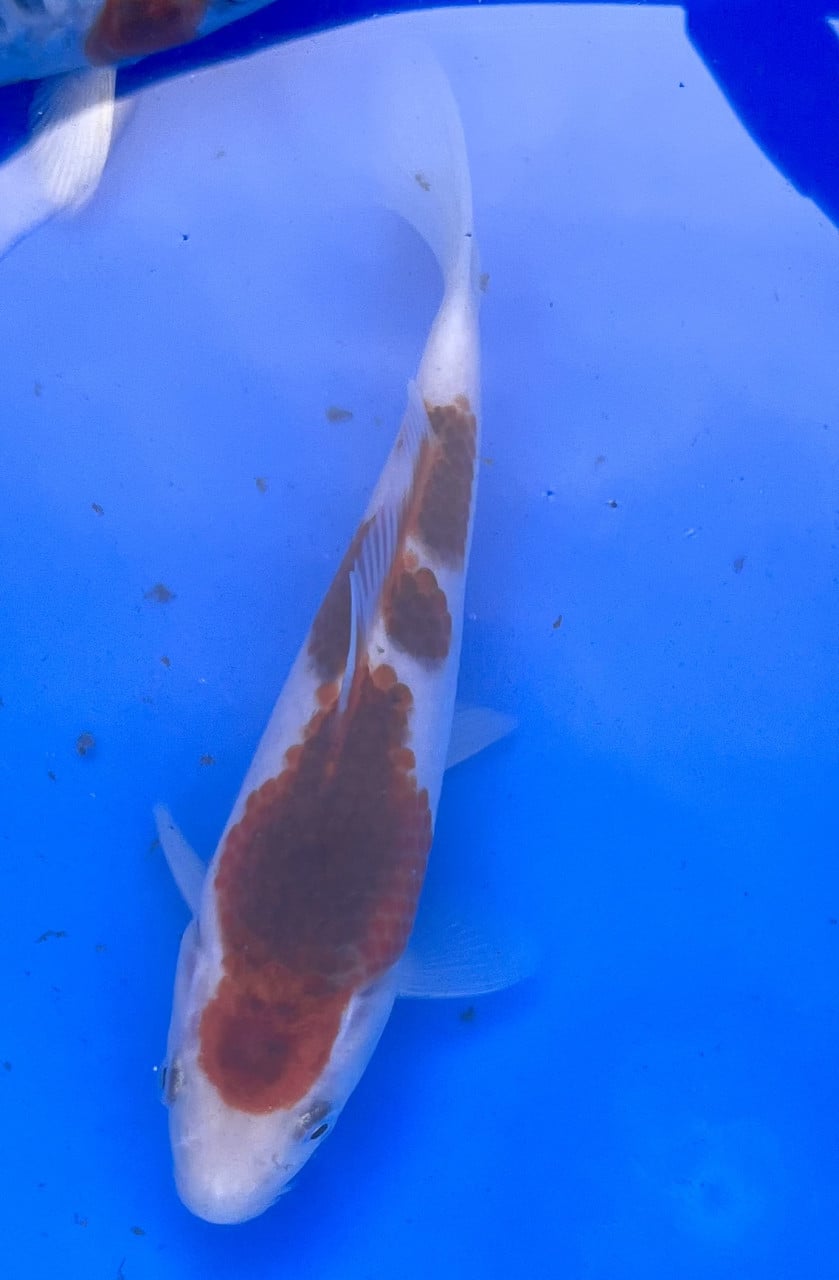 18 stuks Japanse Tosai 15-18cm.