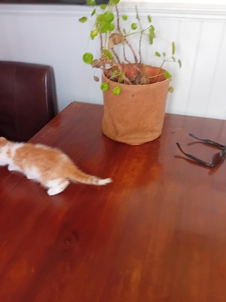 Kitten