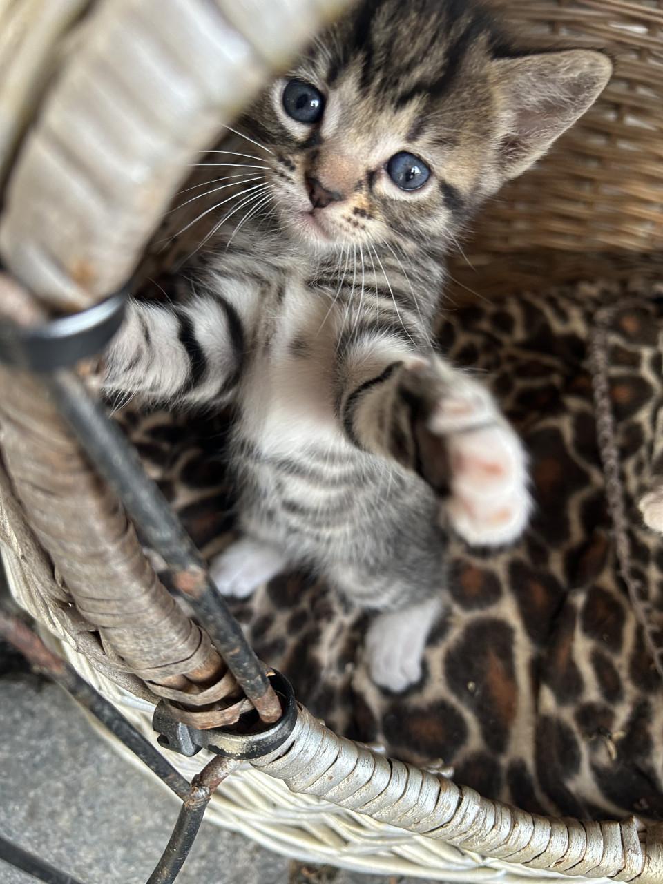 2 prachtige tijgertjes 🐈🐾